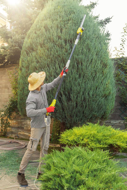 Best Tree Planting Services  in Greeley, CO